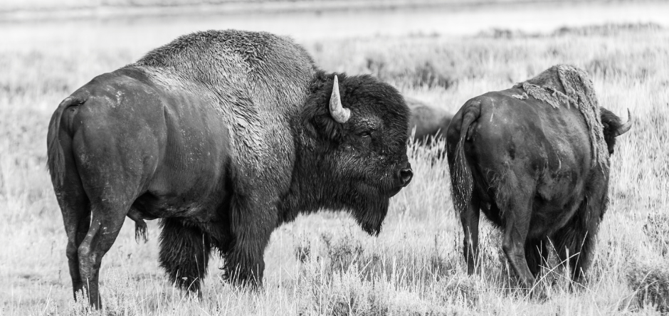 Celebrating the Love for Aboriginal Design Wear: A Look at Our 5-Star Reviews